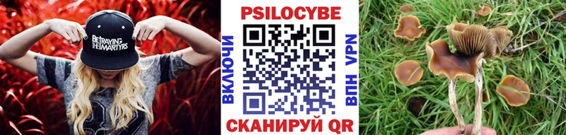 kraken сайт  Кохма  Галлюциногенные грибы Psilocybe 
